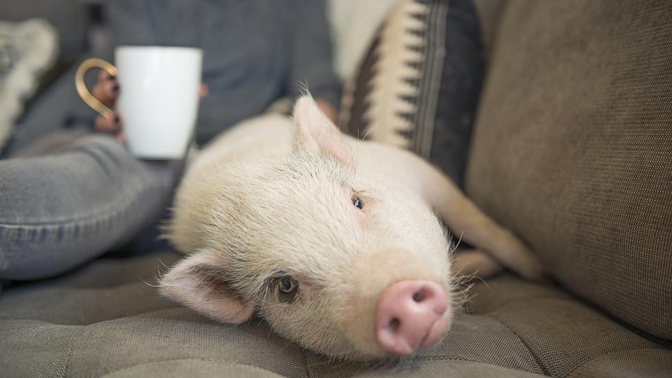 A potbellied pig lays down with their pet parent on a couch. 